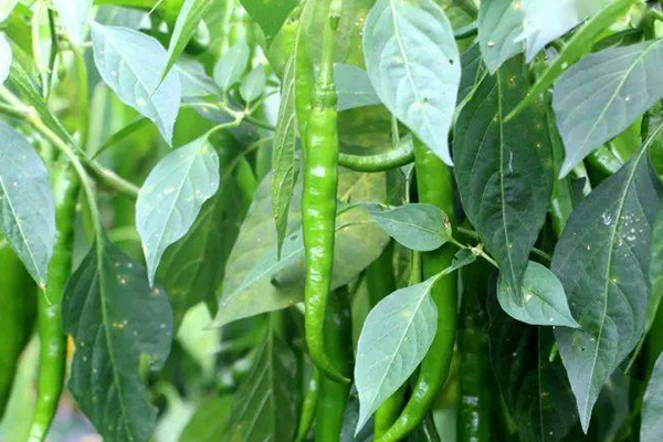 種植辣椒,要想獲得超高產(chǎn),記住要加入沸石-國投盛世