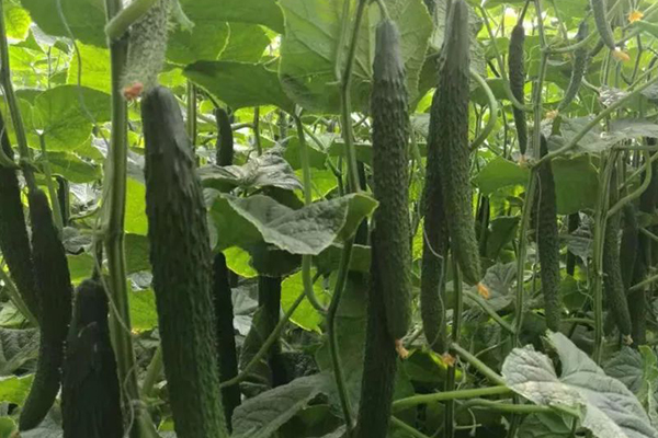 黃瓜要想獲得超高產,記住要加入沸石