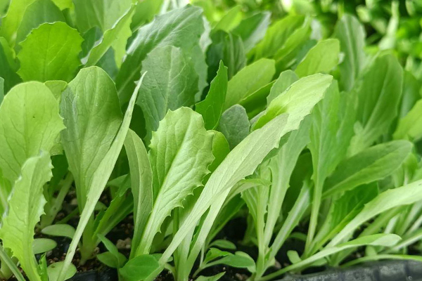 油麥菜育苗和種植時使用沸石帶來哪些好處？